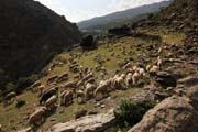 Andalucia - Alpujarras - pastoral scene in Rio Trevlez valley