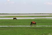 Parque Nacional Doñana - horses in the marshes