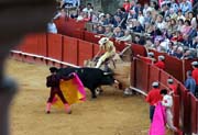 Sevilla - corrida de toros - bull chrging a <i>picador</i>`s horse