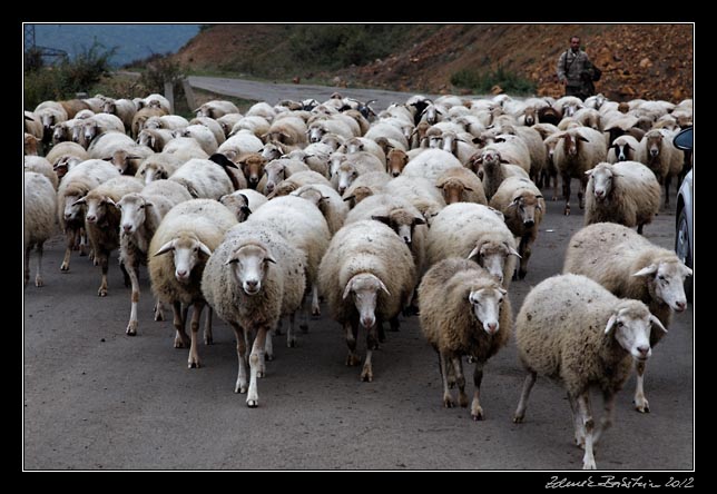 Armenia - Tatev - sheep on the road