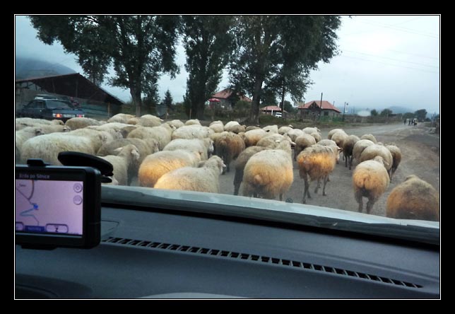Armenia - Tatev - sheep on the road