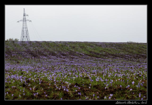 Armenia - meadow saffrons