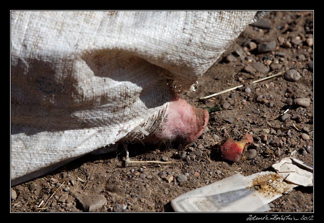 Armenia - Martuni - livestock market