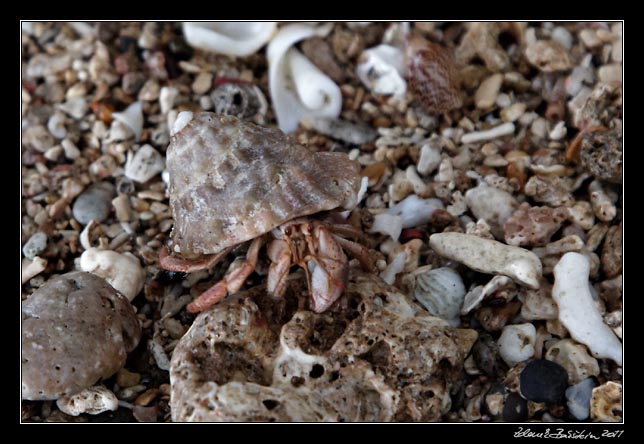 Costa Rica - Manzanillo - hermit crab