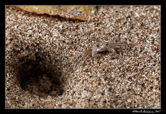Costa Rica - Manzanillo - crab