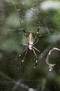 Costa Rica - Manzanillo  - golden orb spider