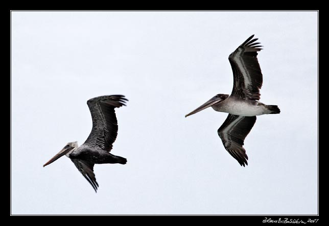 Costa Rica - Manzanillo - brown pelicans