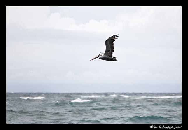 Costa Rica - Manzanillo - brown pelican