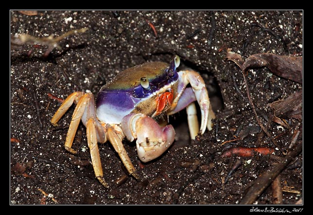 Costa Rica - Cahuita - land crab