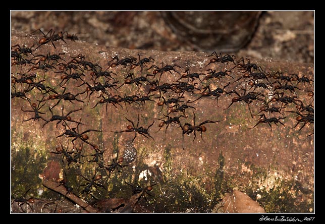 Costa Rica - Cahuita - ants