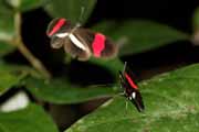 Costa Rica - Cahuita - small postman butterfly