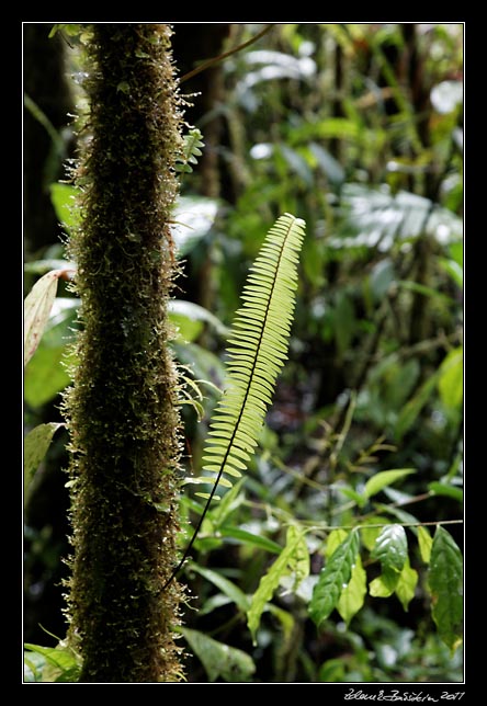 Costa Rica - Arenal - rainforest