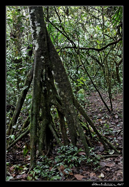 Costa Rica - Arenal - walking palm,  Cashapona
