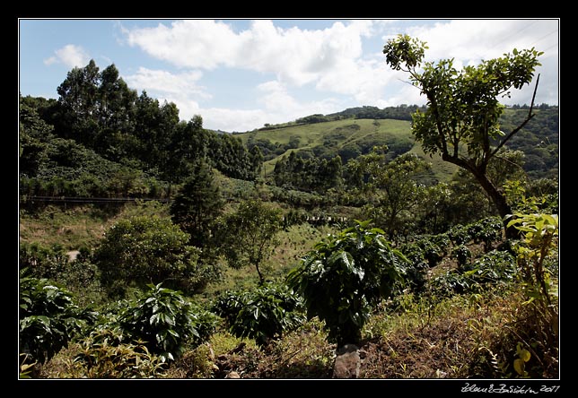 Costa Rica - Arenal - coffee plants