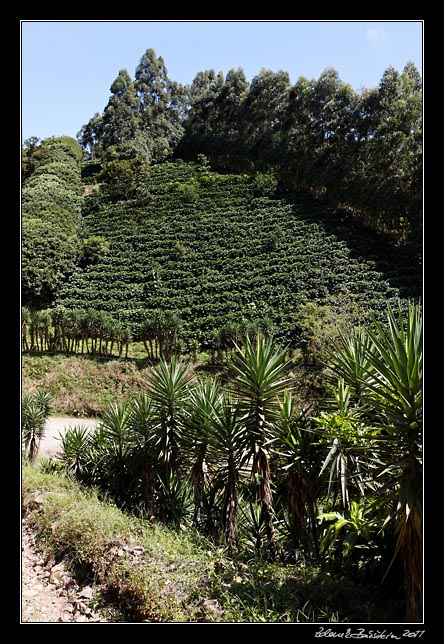 Costa Rica - Arenal - coffee plantation