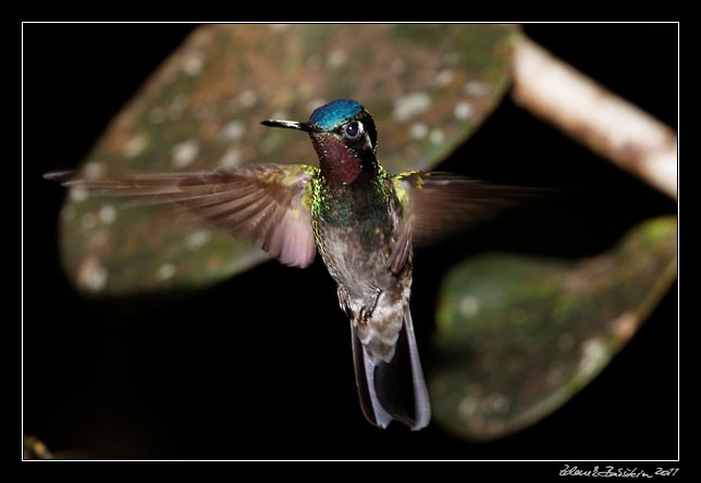 Costa Rica - Monteverde - hummingbird