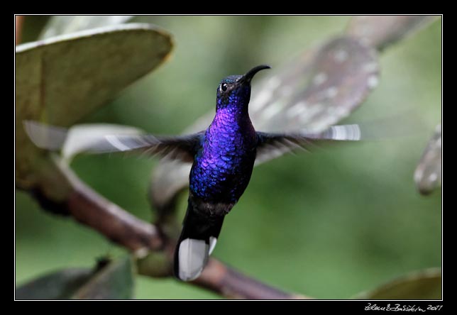 Costa Rica - Monteverde - violet sabrewing