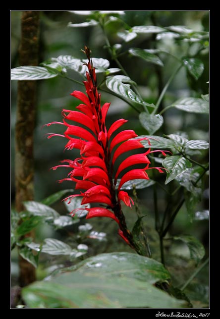Costa Rica - Monteverde -