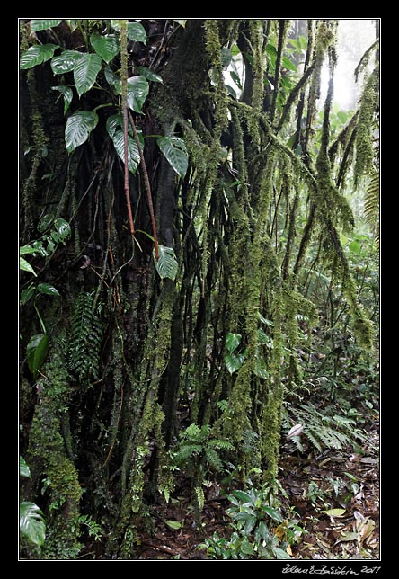 Costa Rica - Monteverde - cloud forest