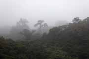 Costa Rica - Monteverde - cloud forest (Selvatura Park)