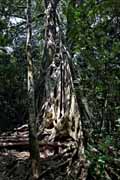 Costa Rica - Rincn de la Vieja - strangler fig