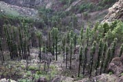 La Gomera - Canary pines