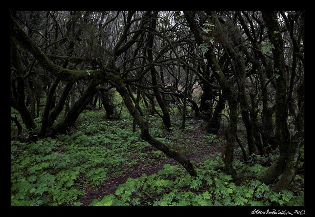 La Gomera - Laguna Grande - charred laurisilva