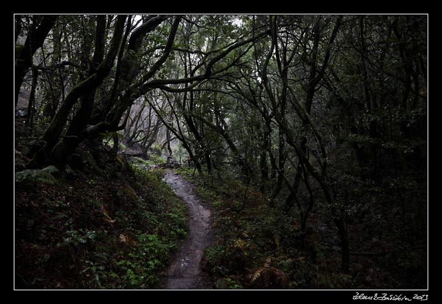 La Gomera - Laguna Grande - laurisilva