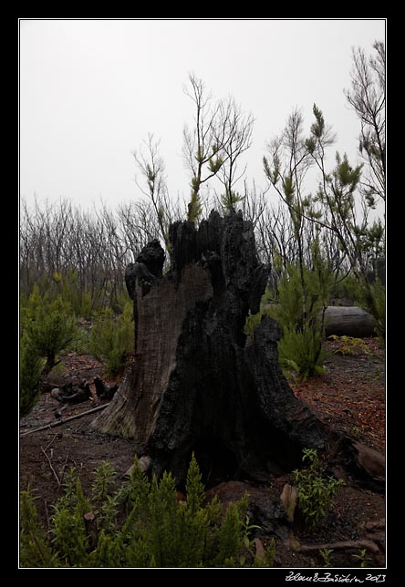 La Gomera - Laguna Grande - charred laurisilva