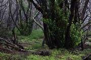 La Gomera - Laguna Grande - laurisilva