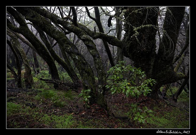 La Gomera - Laguna Grande - laurisilva