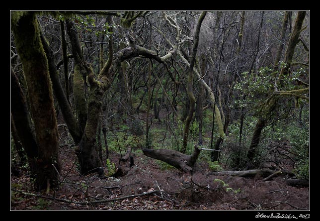 La Gomera - Laguna Grande - laurisilva