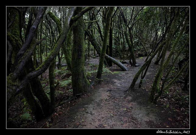 La Gomera - Laguna Grande - laurisilva