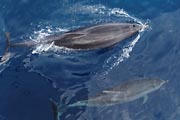La Gomera - boat trip to Los Organos - dolphins