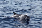 La Gomera - boat trip to Los Organos - a dolphin