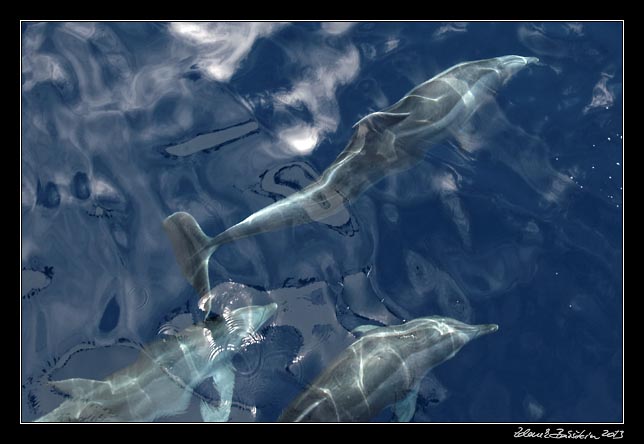 La Gomera - boat trip to Los Organos - dolphins