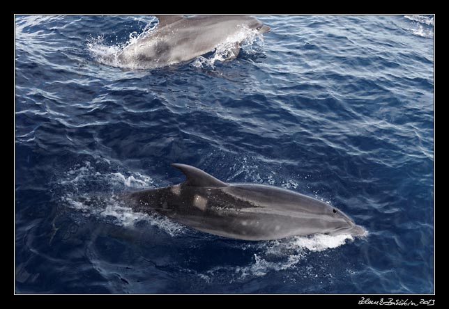 La Gomera - boat trip to Los Organos - dolphins