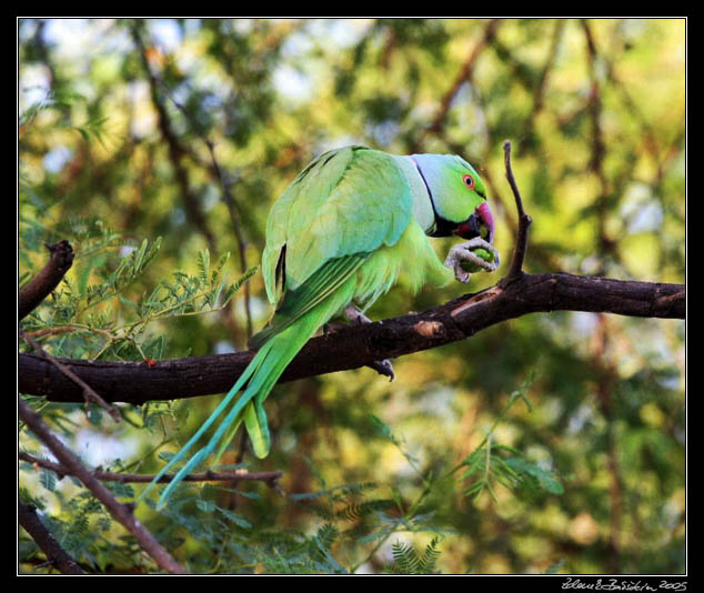 Alexandr mal - Psittacula krameri - Rose-ringed parakeet
