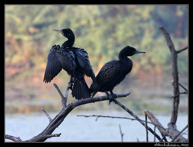 Kormorn indomalajsk - Phalacrocorax fuscicollis - Indian cormorant