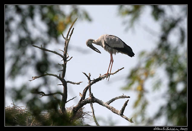 Zejozob asijsk - Anastomus oscitans - Openbill Stork