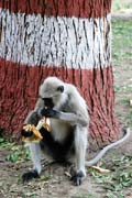 a monkey in Ranakpur