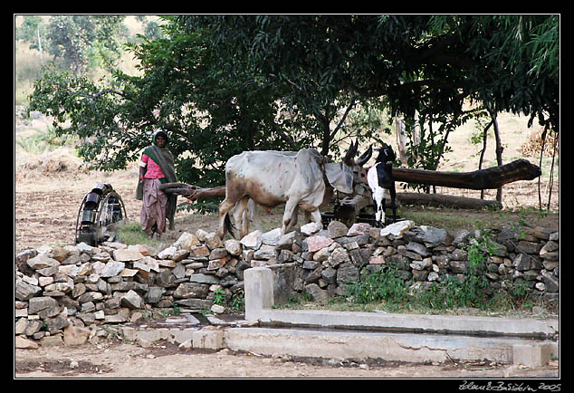 Rajasthan - irrigation in Aravali