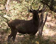 Ranthambore national park