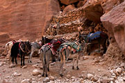 Petra - waitin` for customers