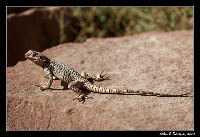 Wadi Rum - Agama lizard