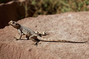 Wadi Rum - Agama lizard
