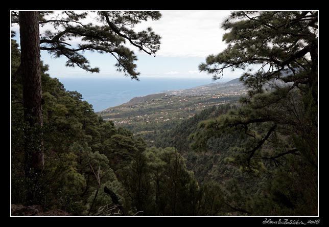 La Palma - Barranco de la Madera -