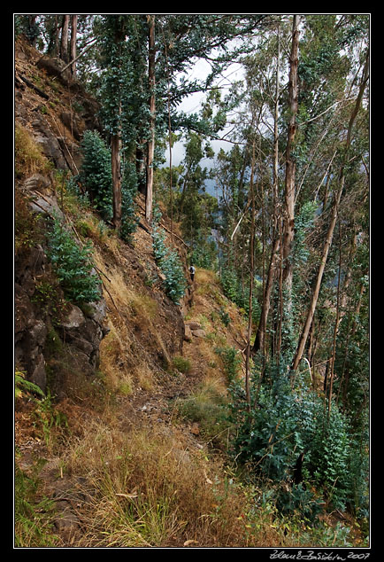old path through eucalyptus forest to Curral das Freiras