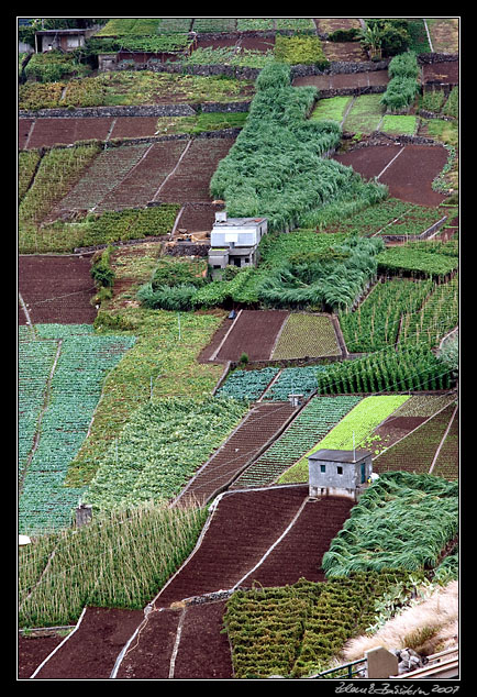 typical <i>poios</i>, terraced fields