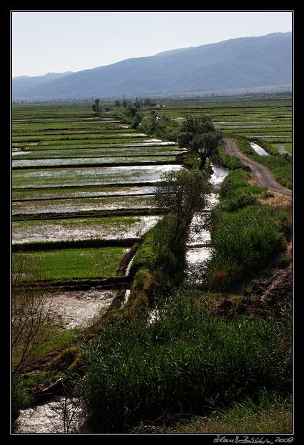 Turkey - rice fields at Dereky